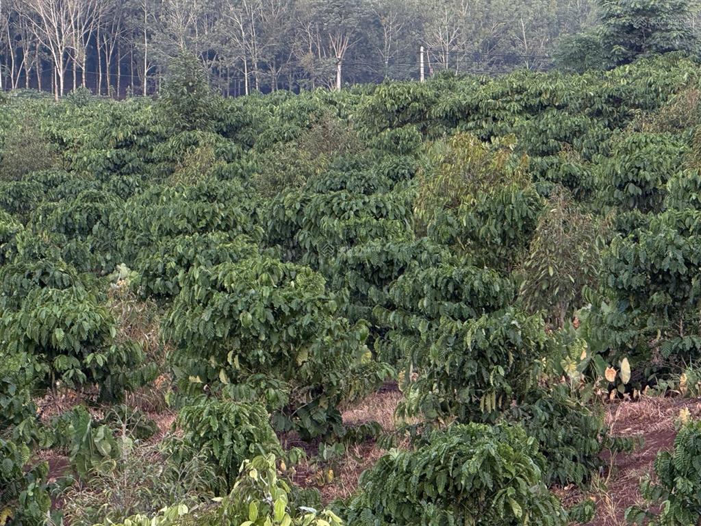 5.3ha đất rẫy vị trí tại km7 xã đăk mil mới
