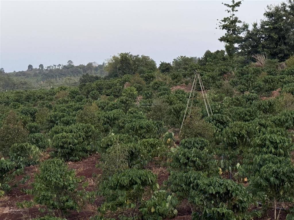 5.3ha đất rẫy vị trí tại km7 xã đăk mil mới