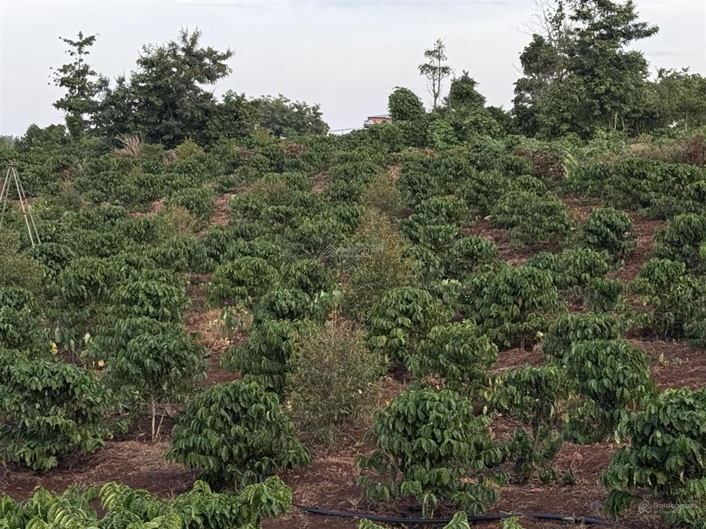 5.3ha đất rẫy vị trí tại km7 xã đăk mil mới