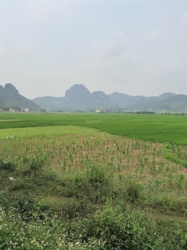 Bán đất kim bôi, view núi và cánh đồng, 950 triệu, 265.5m2 tại xã kim bôi, hòa bình