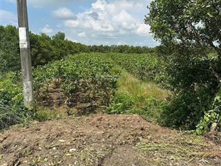 Bán đất 1089m2 tại đường kênh t3, 980 triệu, thủ thừa, long an