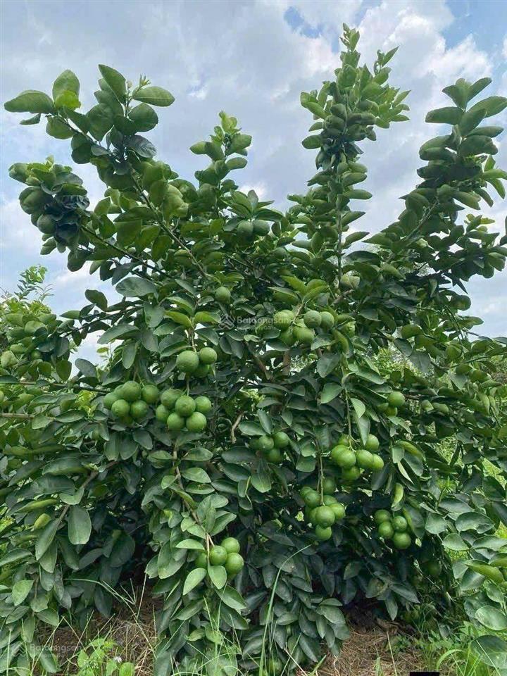 Đất vườn giá rẻ đầu tư lâu dài hoạt làm nhà vườn đều đẹp