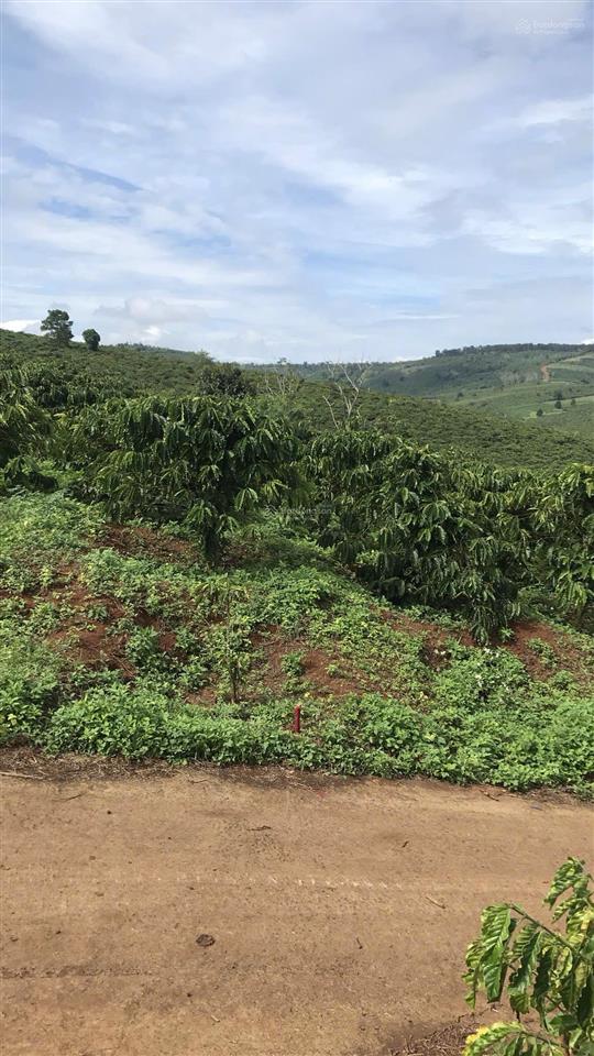 Bán đất tại tân châu, di linh, lâm đồng, 800 triệu, 595 m2