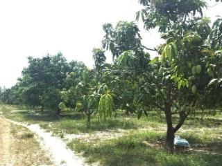 Rẫy diên sơn 26000m2 sẵn nhà, vườn, chuồng trại đường bê tông ô tô tận nơi chỉ 3.2 tỷ