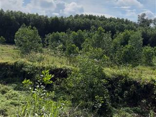 Bán đất sào phước an, nhơn trạch diện tích 1.5ha, giá chỉ 2 triệu/m2