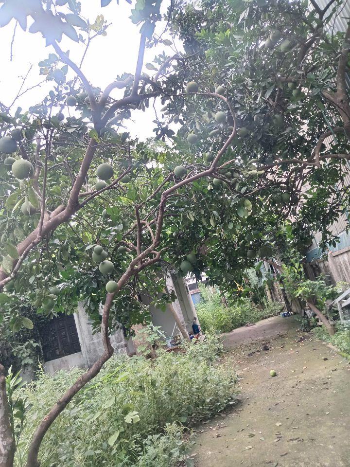 Bán 572m2 đất cây Lâu năm Vân Côn, Hoài Đức, cách Đại lộ Thăng Long chỉ 200m