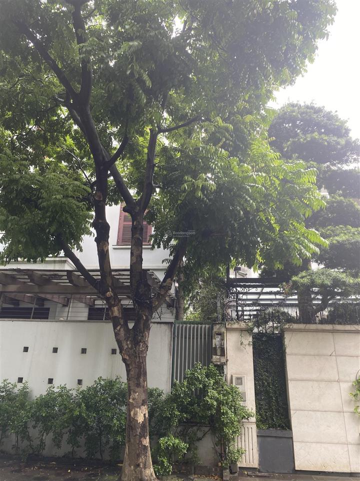 Bán lô biệt thự 209m2 góc vip mặt công viên cầu giấy 0974 681 ***