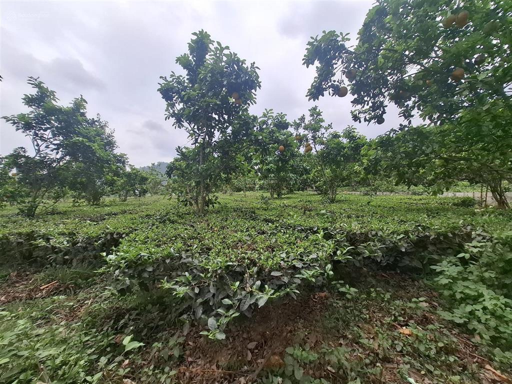 Bán đất tại đại lộ thăng long, 7,5 tỷ, 1000m2, xã yên bài, huyện ba vì