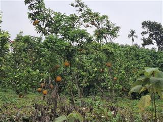 Bán đất tại đại lộ thăng long, 7,5 tỷ, 1000m2, xã yên bài, huyện ba vì