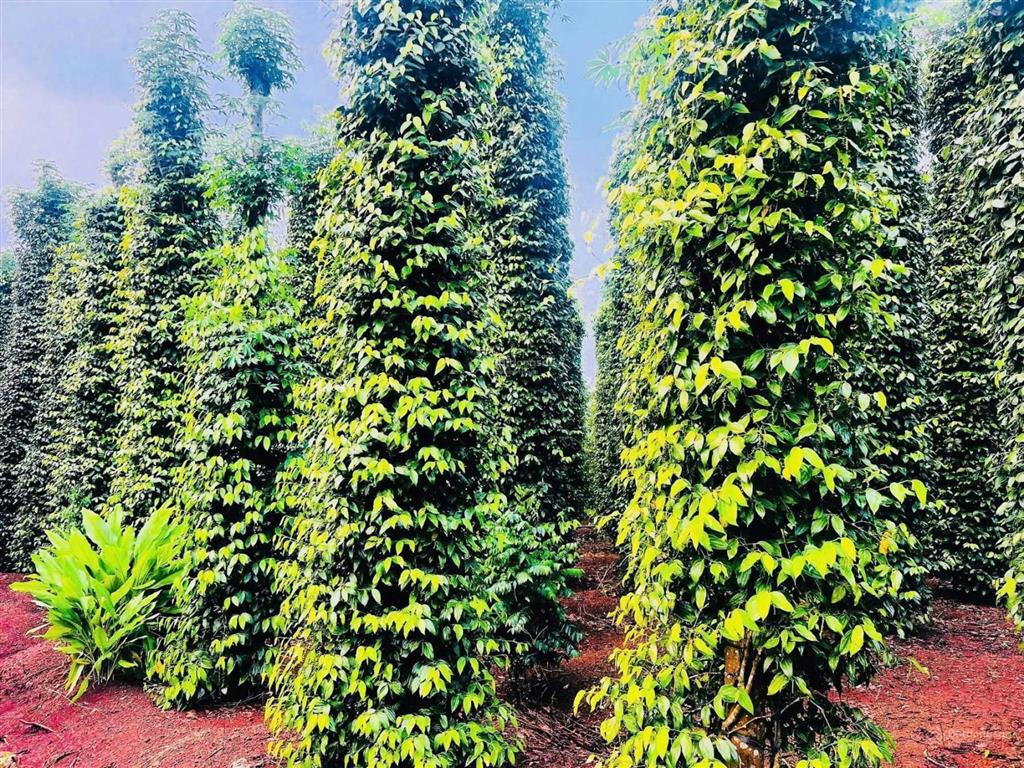 Bán đất tại đường 328, bàu lâm, 579 triệu, 1006m2, pháp lý đầy đủ  đường nhựa 6m