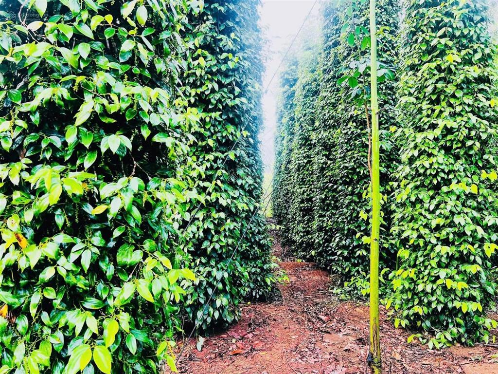 Bán đất tại đường 328, bàu lâm, 579 triệu, 1006m2, pháp lý đầy đủ  đường nhựa 6m