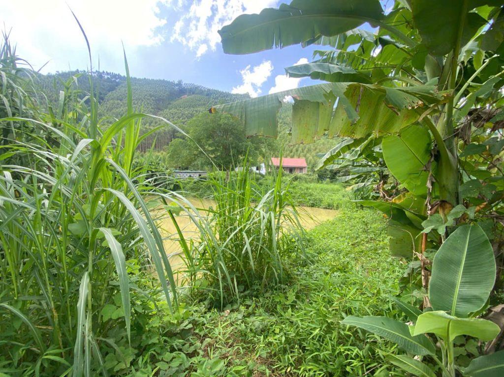 🌿 BÁN QUỸ ĐẤT HƠN 3,5HA – HỮU LŨNG, LẠNG SƠN | GIÁP BẮC NINH