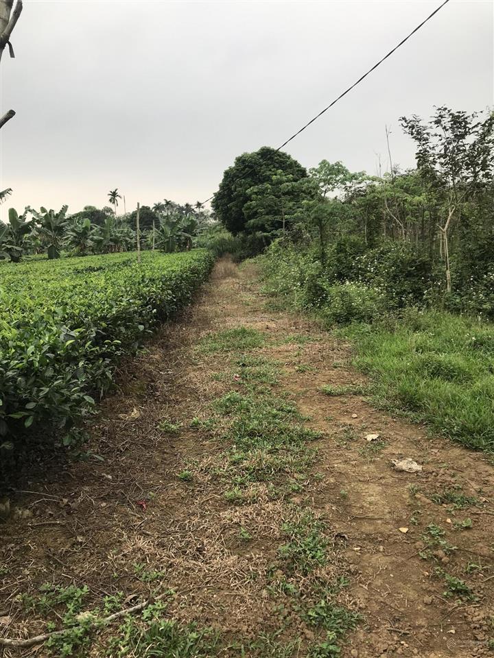 Cho thuê 6000m2 đất xã hoà lạc