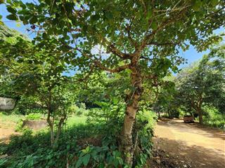 Bán rẻ bán gấp trước tết 1000m tc view hồ lạc sơn hòa bình chính chủ giá nào cũng bán