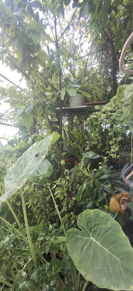 HIẾM, NHỈNH 65 TRIỆU/M2, Ô TÔ ĐỖ CỬA, BÌNH THỌ THỦ ĐỨC