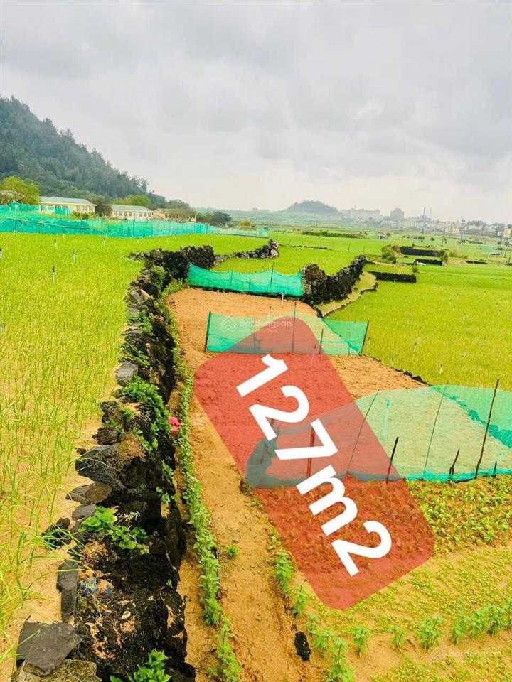 Đất vườn cạnh dân cư và trường học 127m2 qh đất ở giá 79tr/lô rẻ nhất đảo. sổ sẵn công chứng ngay