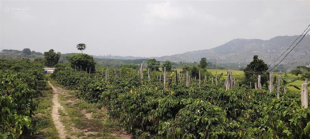 Bán đất tại thị trấn đăk rve, 1,5 tỷ, 7480 m2, mặt tiền 25m, pháp lý đầy đủ