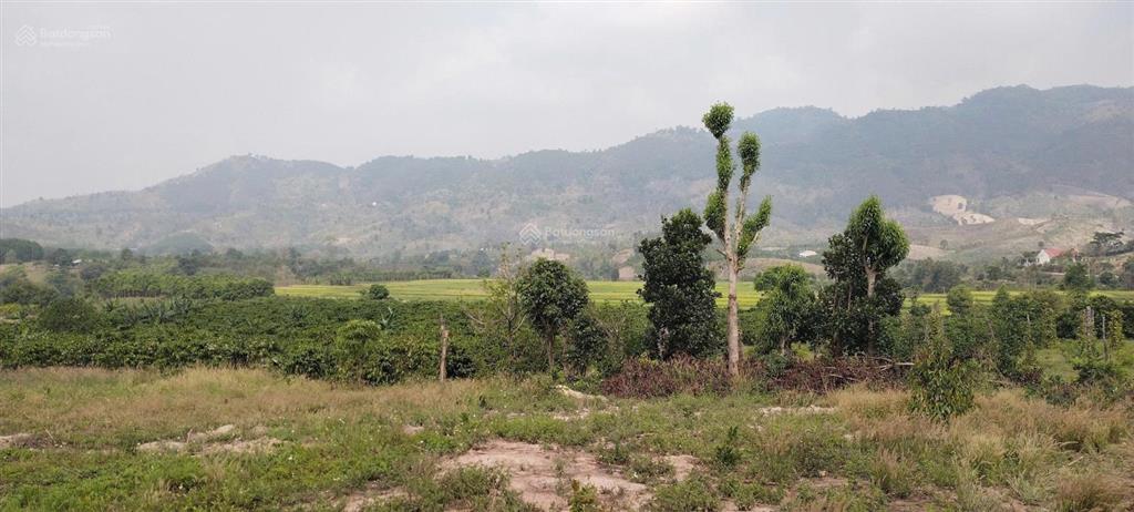 Bán đất tại thị trấn đăk rve, 1,5 tỷ, 7480 m2, mặt tiền 25m, pháp lý đầy đủ