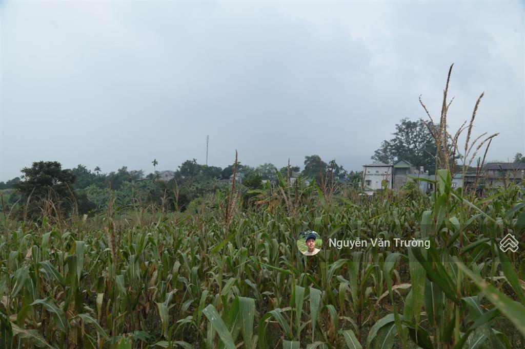 Bán 1579m2 đất vườn tại hợp phong  cao phong  hòa bình, đường bê tông vào tận đất