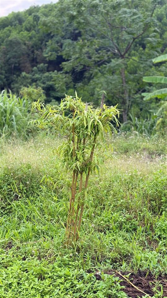 Bán khuôn viên nghỉ dưỡng hơn 1ha có nhà sẵn gần suối, thác và đập nước cao phong, hòa bình