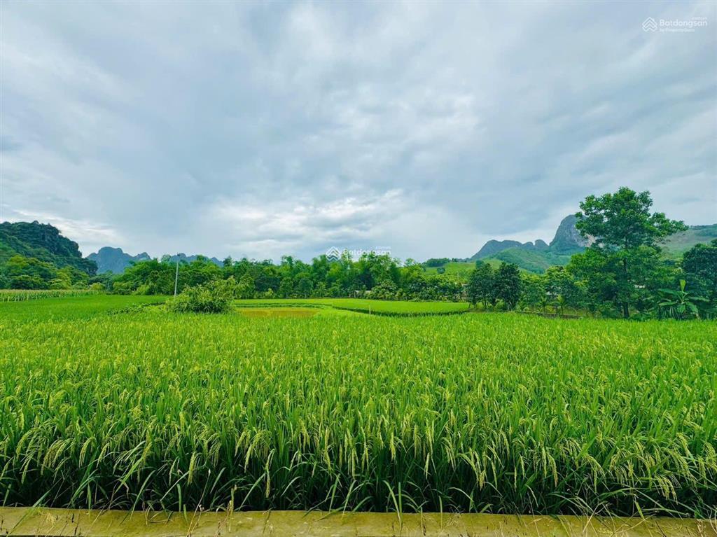 Bán 914m² đất mỵ hòa, kim bôi, 400m² thổ cư, mặt tiền 68m, đường bê tông 4m, view cánh đồng