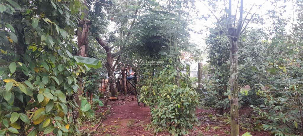 Bán nhà vườn chính chủ, gần nhà thờ đức liễu, thích hợp xây nhà vườn, miễn tiếp môi giới, cảm ơn!