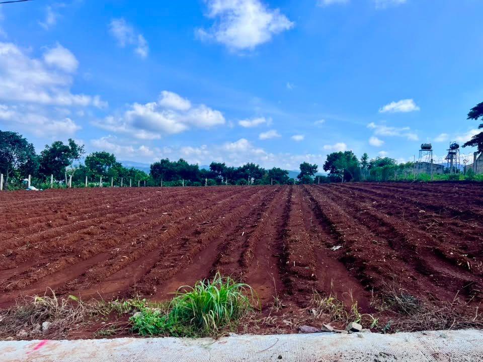 Bán Đất Nam Ban 502m² Thổ Cư 200m² – View Toàn Cảnh Nam Ban, Ngắm Trọn Tượng Phật Bà Từ Thế Đất Đẹp
