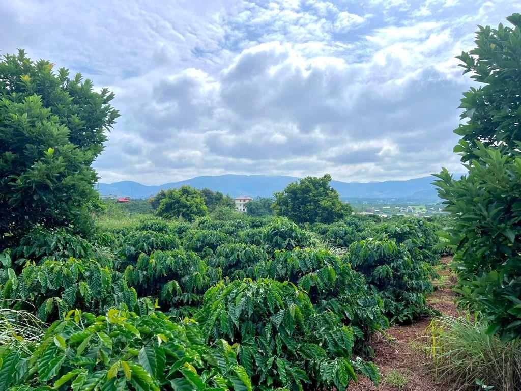 Cần Bán Đất Ven Đà Lạt 308m² Có 268m² Thổ Cư View Núi Đẹp Mặt Tiền 10m