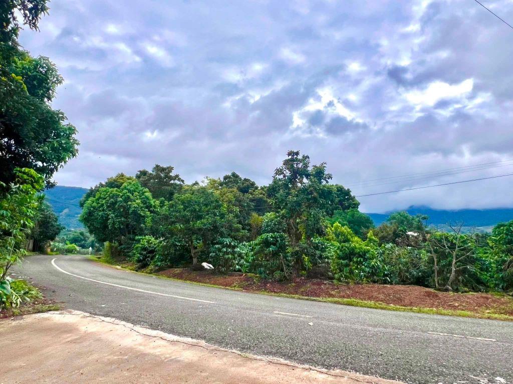Cần Bán Đất Ven Đà Lạt 520m² Có 250m² Thổ Cư Mặt Tiền 14m, Cách Đường Nhựa Chỉ Vài Bước