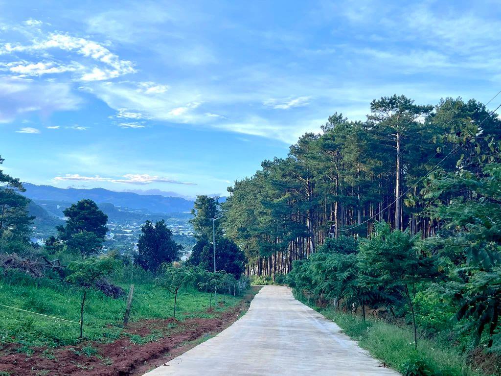 Cần Bán Đất 1.000m² Sát Rừng Thông, Không Gian Nghỉ Dưỡng Hiếm Có Gần Đà Lạt