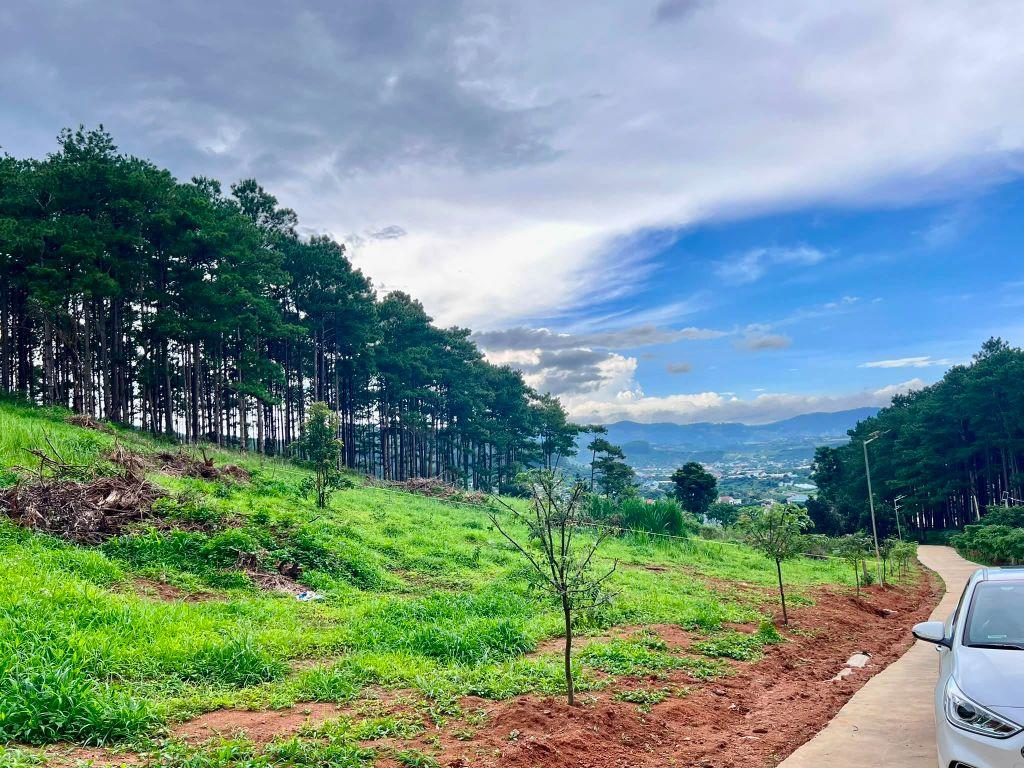 Cần Bán Đất 1.000m² Sát Rừng Thông, Không Gian Nghỉ Dưỡng Hiếm Có Gần Đà Lạt