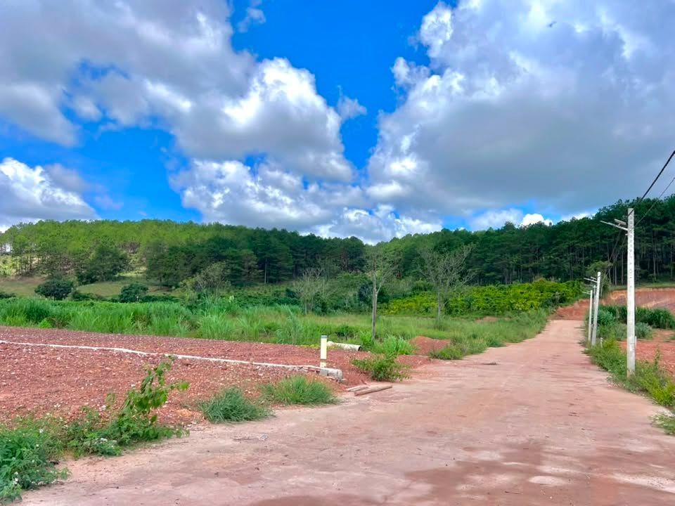Cần Bán Đất 542m² Có 200m² Thổ Cư Giữa Đồi Thông, Lý Tưởng Xây Nhà Vườn