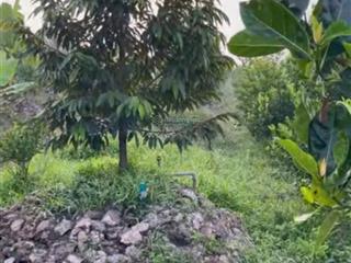 Bán 15.64 công sầu riêng 2 năm 60m mặt tiền đường nhựa dt865