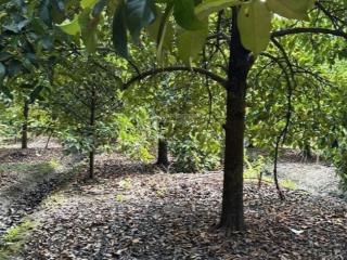 Bán gấp đất vườn đê sông sài gòn 2.083 m² cây ăn trái, đường ô tô, giá rẻ