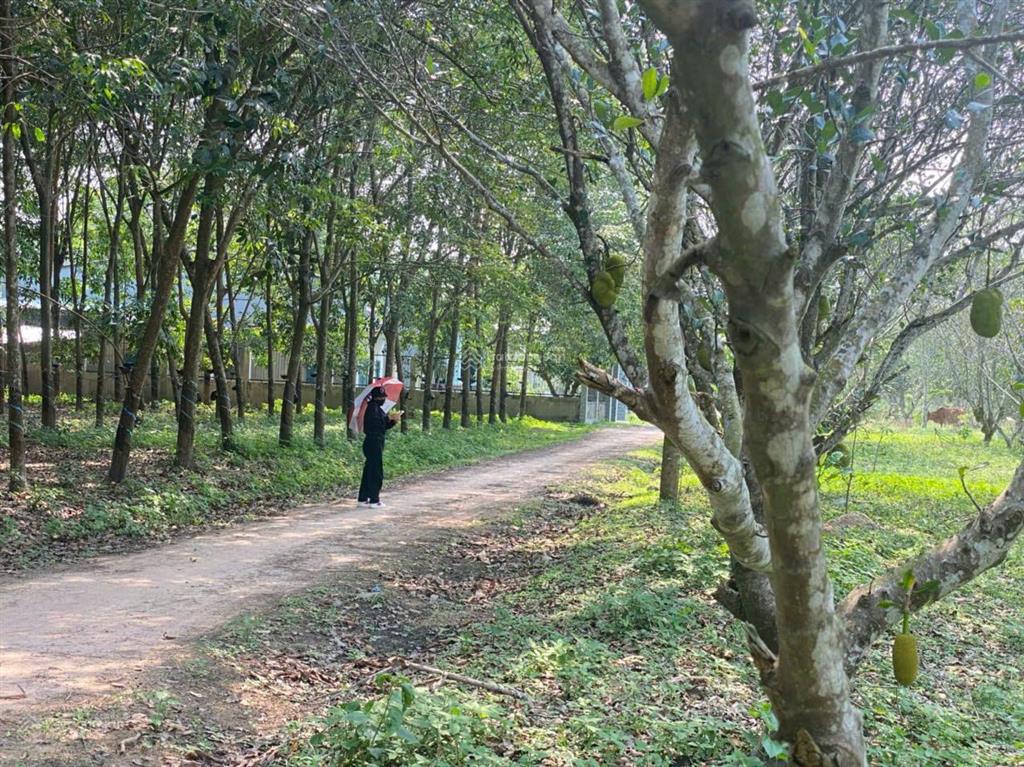 Chính chủ bán 1,7ha đất cln có thổ cư hắc dịch 2 mặt tiền, giá tốt đầu tư