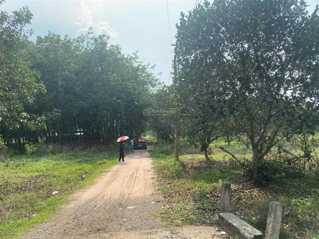 Chính chủ bán 1,7ha đất cln có thổ cư hắc dịch 2 mặt tiền, giá tốt đầu tư