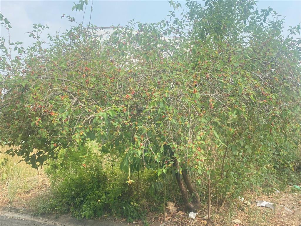 Bán nền biệt thự 2 mặt tiền trước sau đường 51 dự án phú nhuận 10 mẫu p.bình trưng đông quận 2