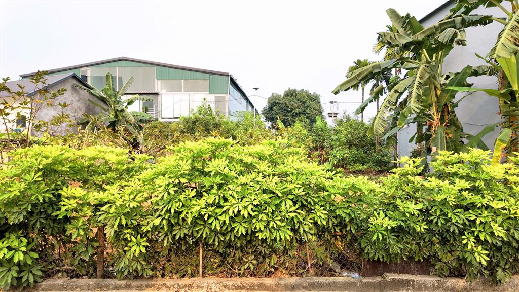 Bán Lô Góc 530m2 full thổ, Sát Đại Học Quốc Gia, giá nhỉnh 12tr.m2