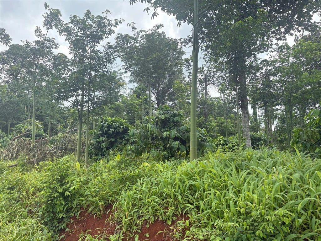 Bán đất tại xã quảng thành, huyện châu đức, bà rịa vũng tàu, giá siêu hời, 1020m2