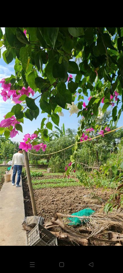 Bán lô đất 7 sào rưỡi Tại Đồ Sơn.