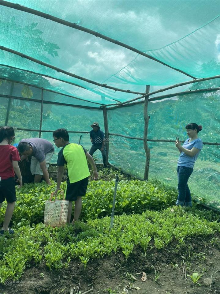 Bán đất vườn làm farm đón hạ tầng diên điền  khánh hòa