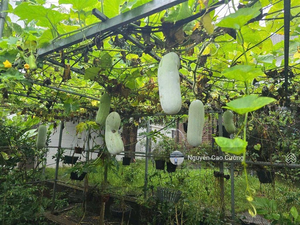 Biệt thự villa vườn 951m2, hồ bơi tràn bờ, 2 mặt tiền trước sau, 1/lê thị riêng, thới an, q12