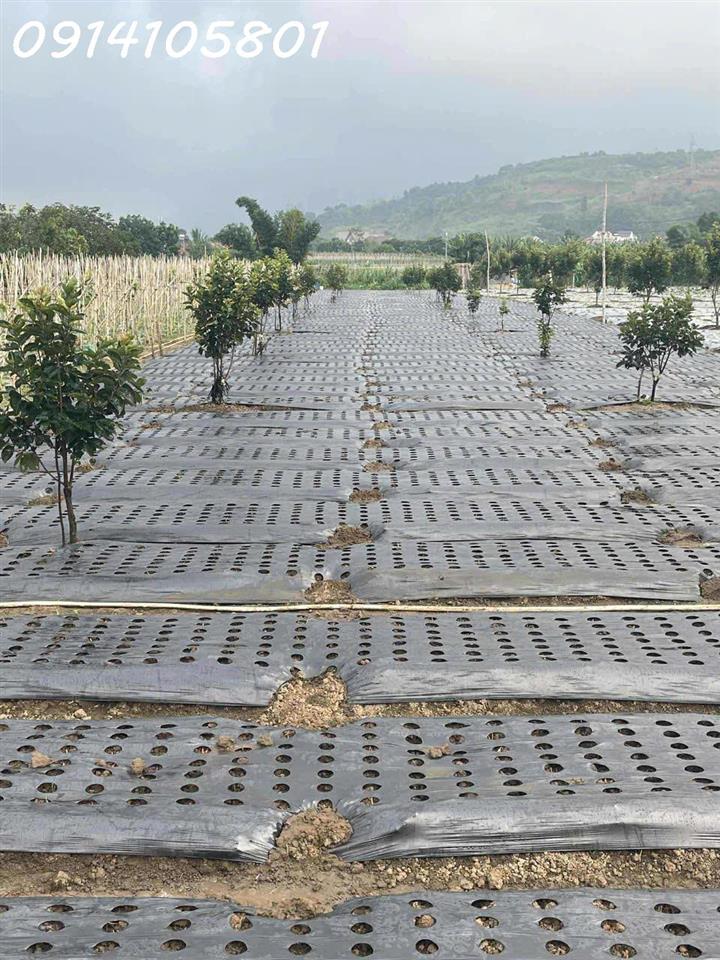 Bán đất thổ vườn có cây ăn trái - đất chính chủ tại Xã D'ran, Lâm Đồng, DT 2.156m2