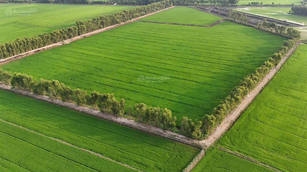 Hơn 3,5 mẫu đất lúa đường ô tô, trung tâm huyện đức huệ, long an giá đáng đầu tư