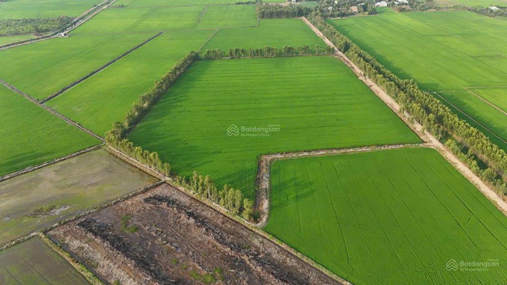 Hơn 3,5 mẫu đất lúa đường ô tô, trung tâm huyện đức huệ, long an giá đáng đầu tư