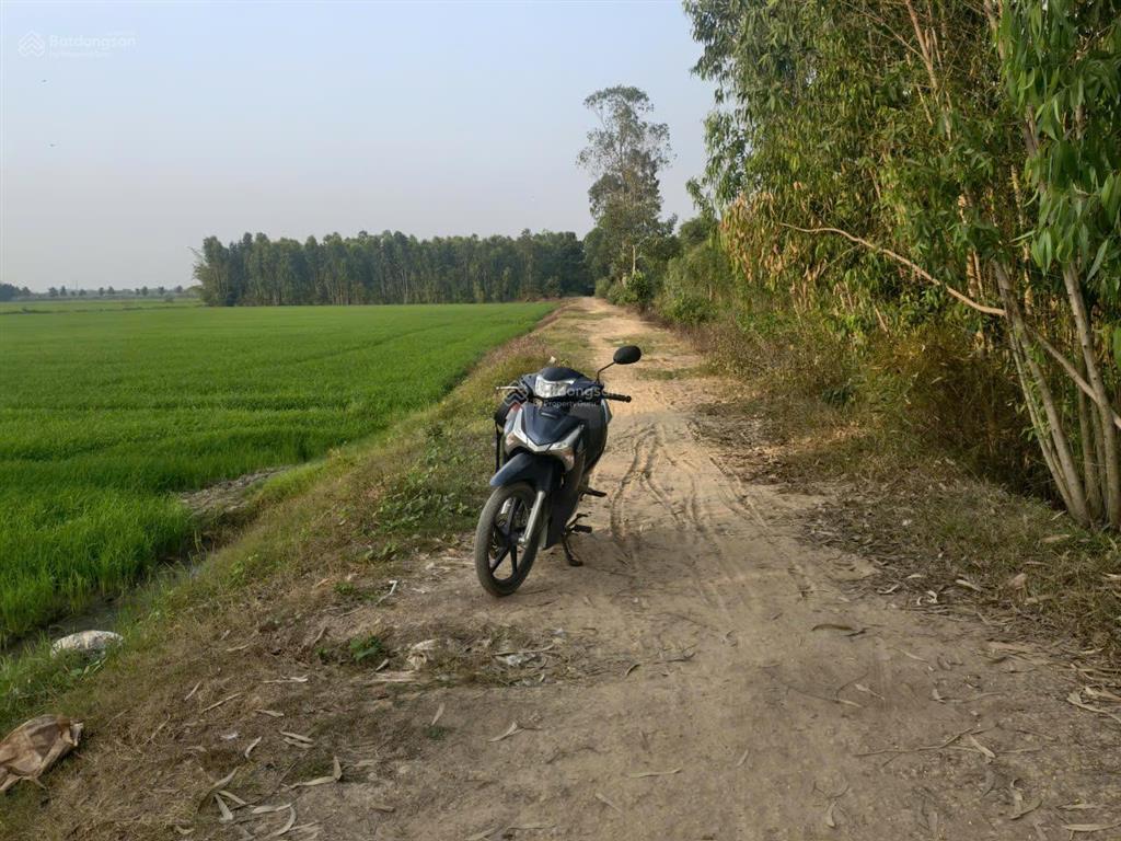 Hơn 3,5 mẫu đất lúa đường ô tô, trung tâm huyện đức huệ, long an giá đáng đầu tư