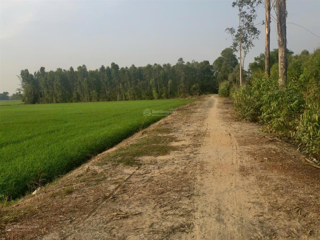 Hơn 3,5 mẫu đất lúa đường ô tô, trung tâm huyện đức huệ, long an giá đáng đầu tư