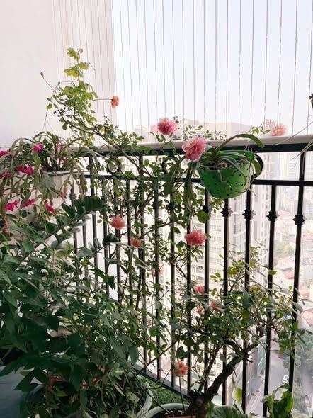 Cho thuê chung cư Garden Hill - 99 Trần Bình, 70m 2PN đủ đồ, 13,5 triệu/tháng