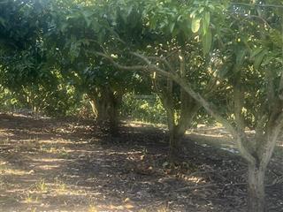 Nhượng bán 1,5ha đất trồng xoài đài loan đắk mil, lâm đồng sổ hồng giá 950 triệu