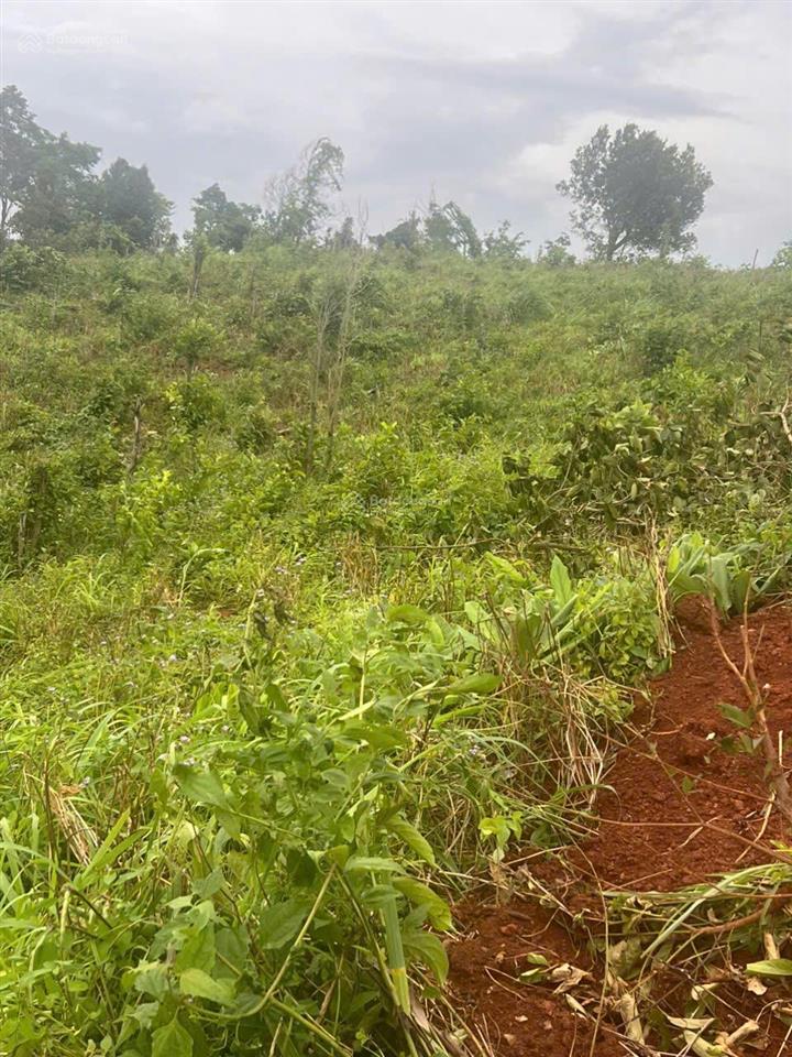 Bán hơn 5000m2 đất xã đak mil, tỉnh lâm đồng (mới)